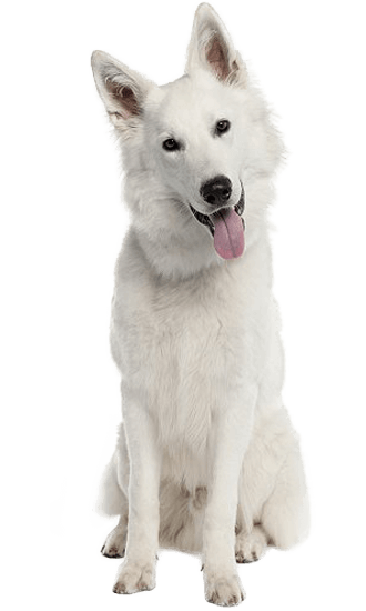 White German Shepherd - Training Course on White German Shepherd