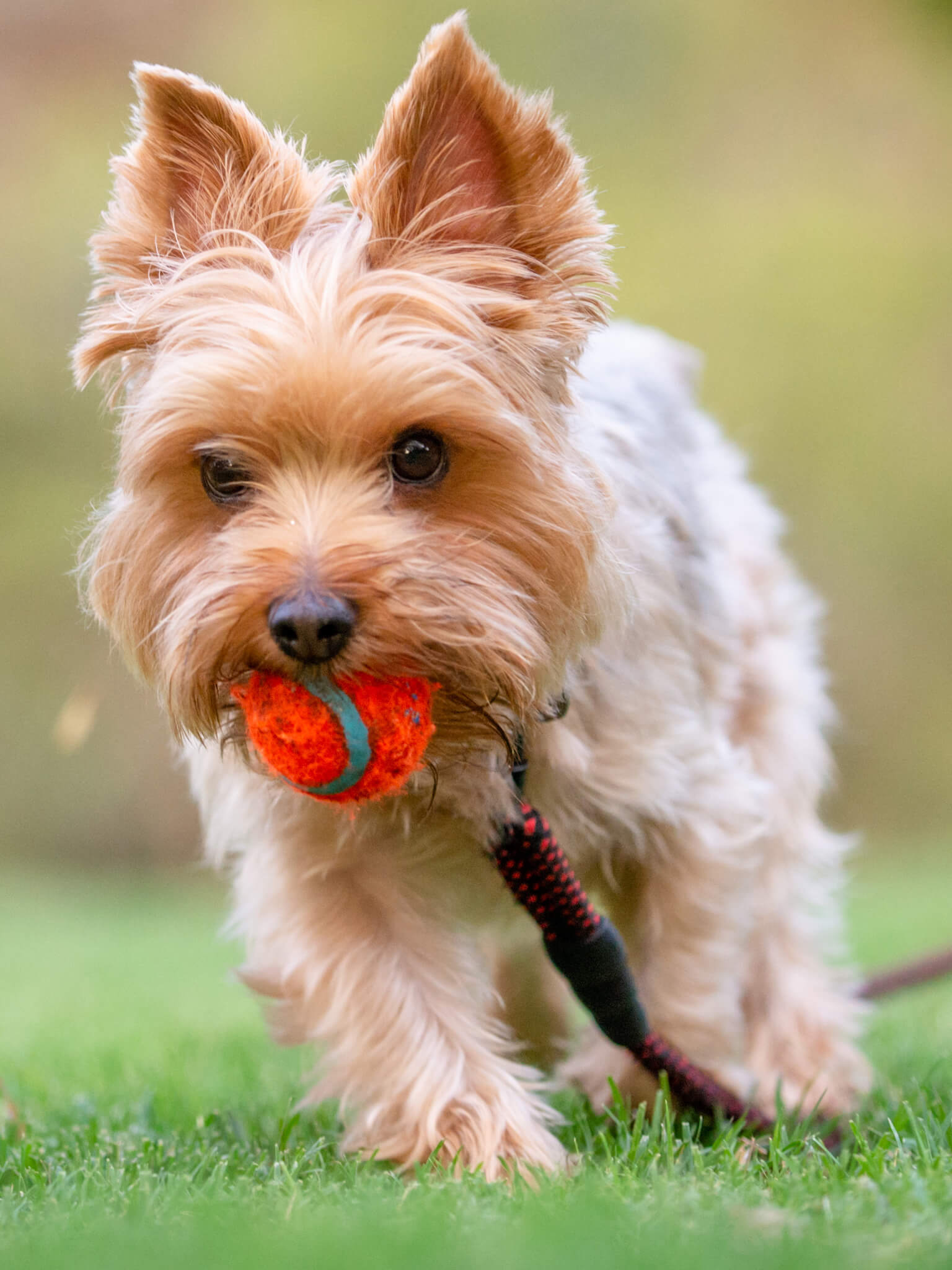 Dog with lovers