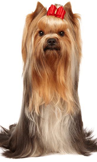 what is a yorkshire terrier used for