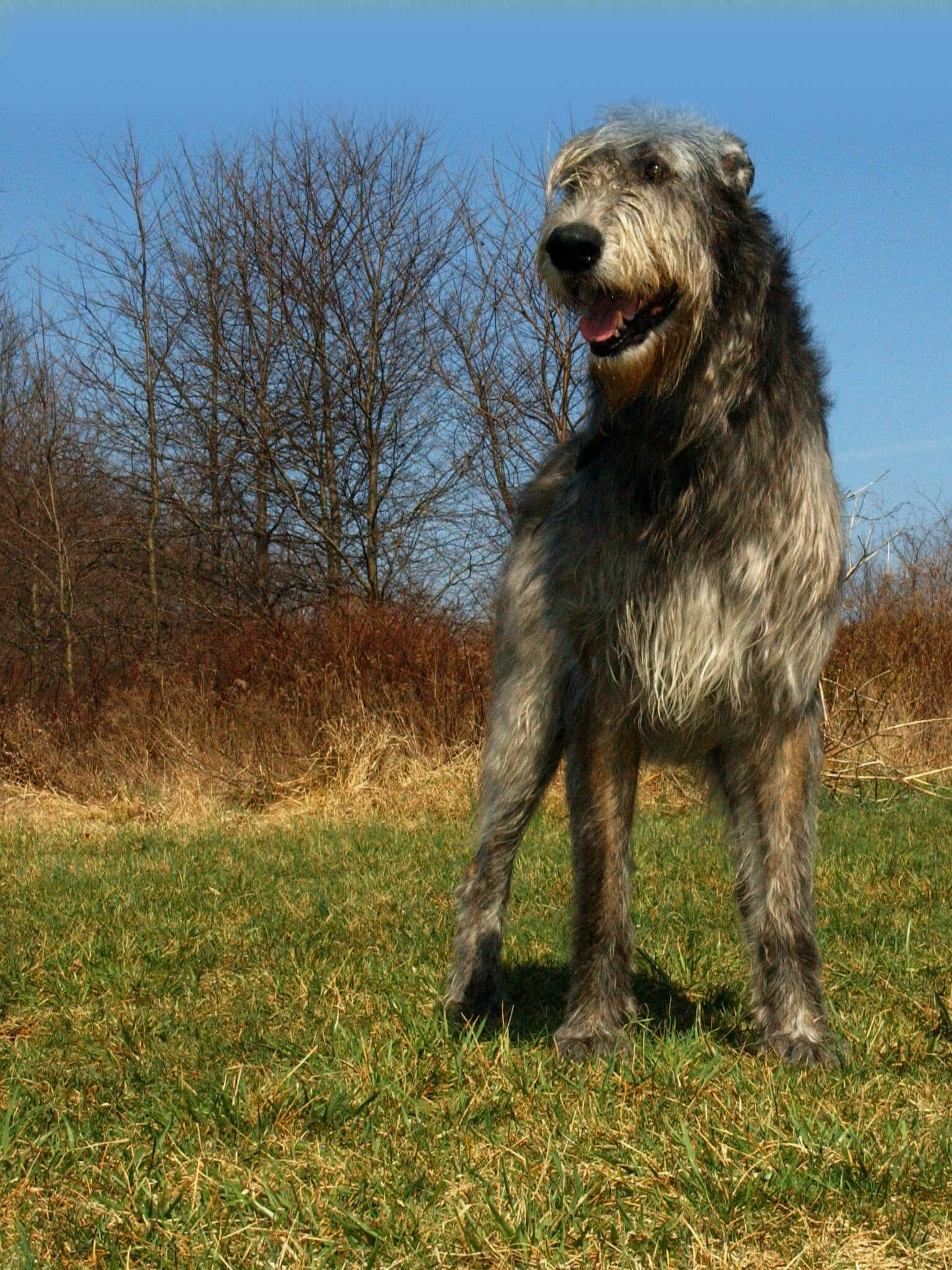 Dog with lovers