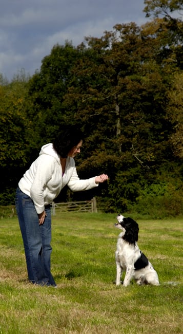 Dog Obedience Training - Learn How to Train Your Puppy to Obey