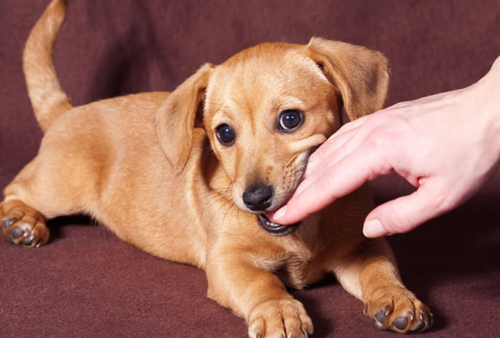 Training Dogs Not to Bite | How to Control Puppy Biting