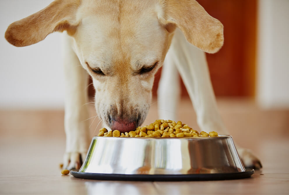 Best Homemade Dog Food Recipes Natural Dog Diet TrainPetDog