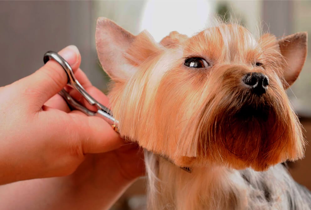Free Online Dog Grooming Course | Dog Grooming Secrets