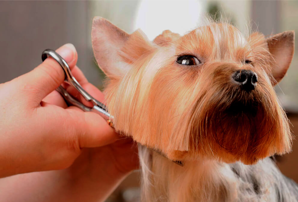 dog grooming tools