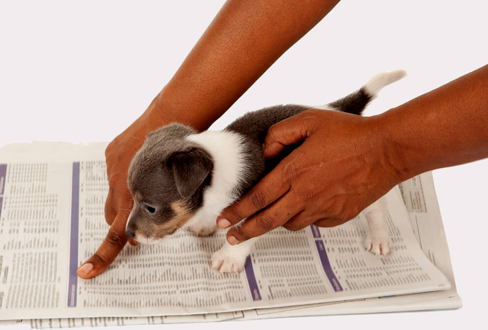 how to house train a english setter puppy